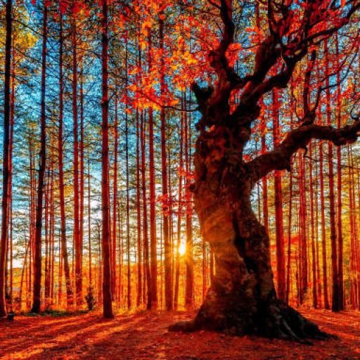 autumn